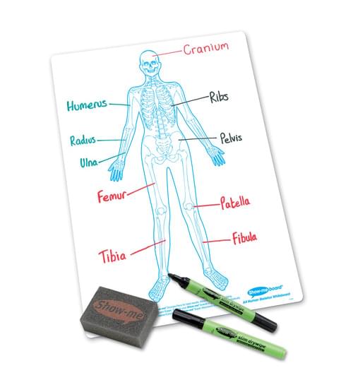 Show Me Drywipe Boards Human Skeleton 650 Microns Pack Of 10