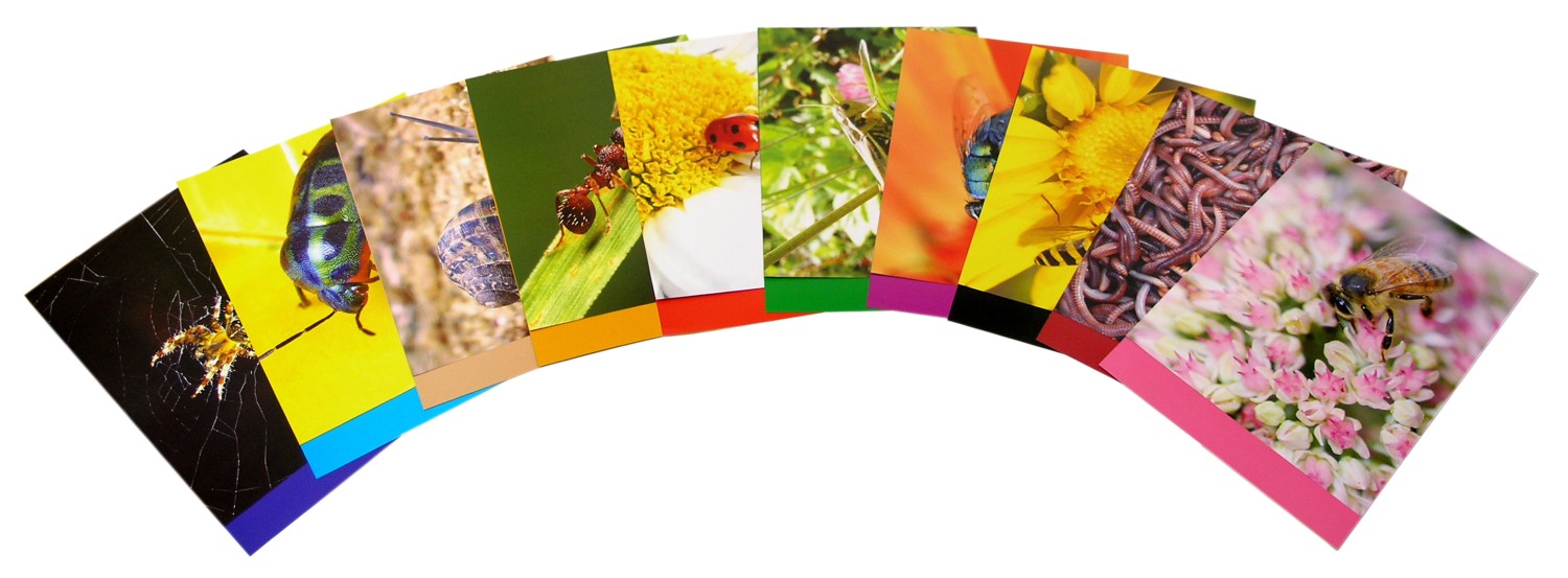 Natures Mini Beasts A4 Assorted 40 2973-4