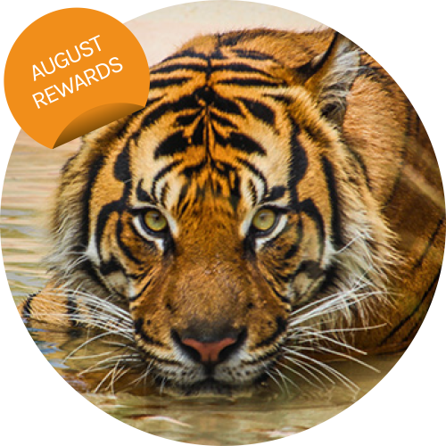 A Visit to Port Lympne Reserve, Truck Safari and Afternoon Tea for Two
