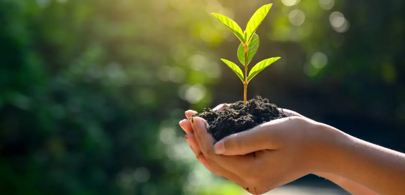 growing-a-greener-future-one-tree-planted-for-every-desk-sold