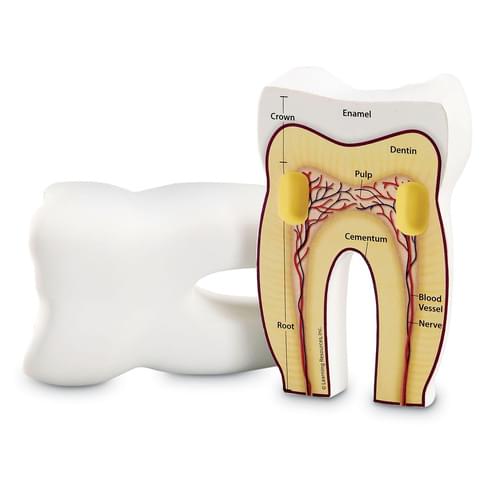 Tooth Soft Foam Cross-Section Model