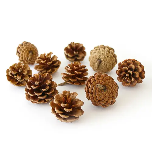 Pine Cones