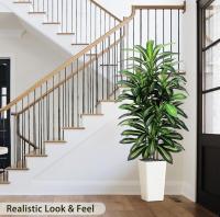 Indoor plants