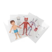 Body Systems Sheets