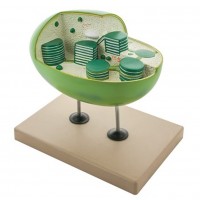 Chloroplast Model