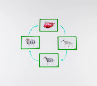 Mammal Life Cycles Magnetic Tiles