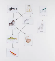 Food Chain Arctic Magnetic Tiles
