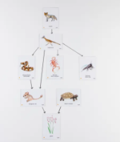 Food Chain Sonoran Desert Magnetic Tiles