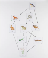 Food Chain UK Countryside Magnetic Tiles