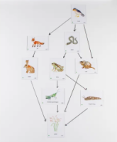Food Chain UK Ocean Magnetic Tiles