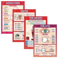 Body Organ Posters Pack x four