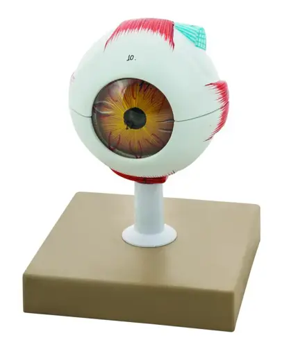 Philip Harris Economy Human Eye Model - 220 x 130 x 130mm - Each