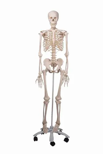 Full Sized Plastic Skeleton - Each