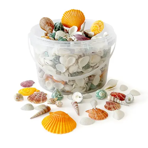 Bucket of Sea Shells - Assorted - 2.5 Litre Bucket - Each