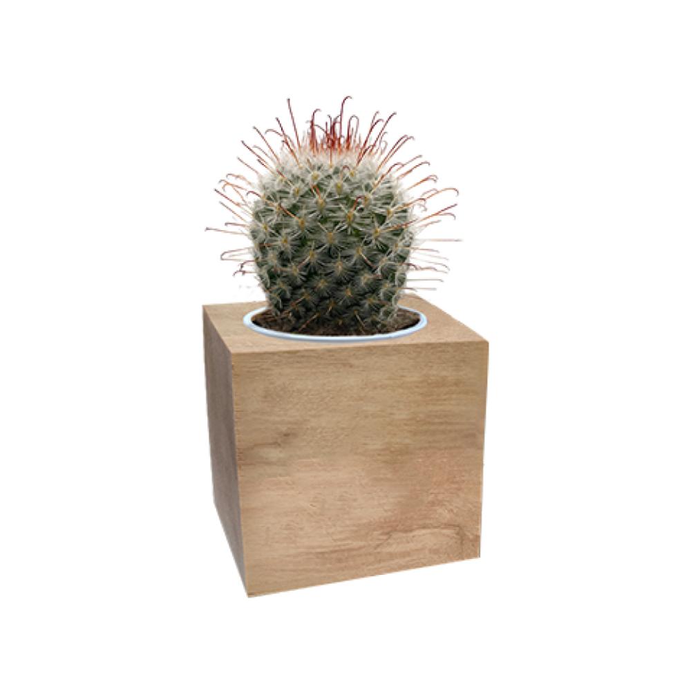 Wooden Plant Cube