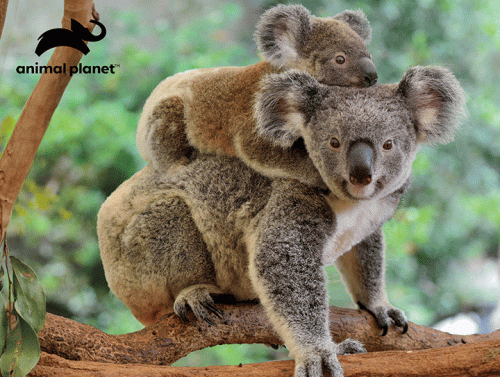 Animal Planet Koalas 500pc Jigsaw Puzzle - Toymaster - Fagan Toys