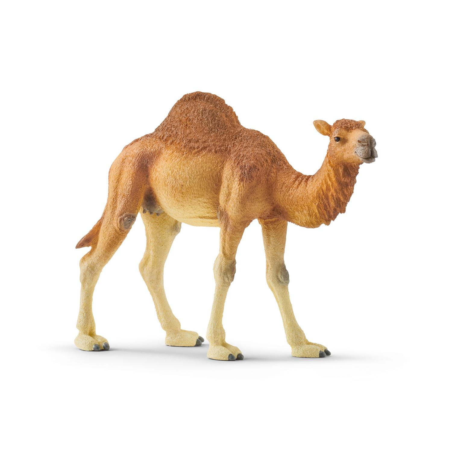 Schleich Wild Life Dromedary 14832 - Schleich - Fagan Toys