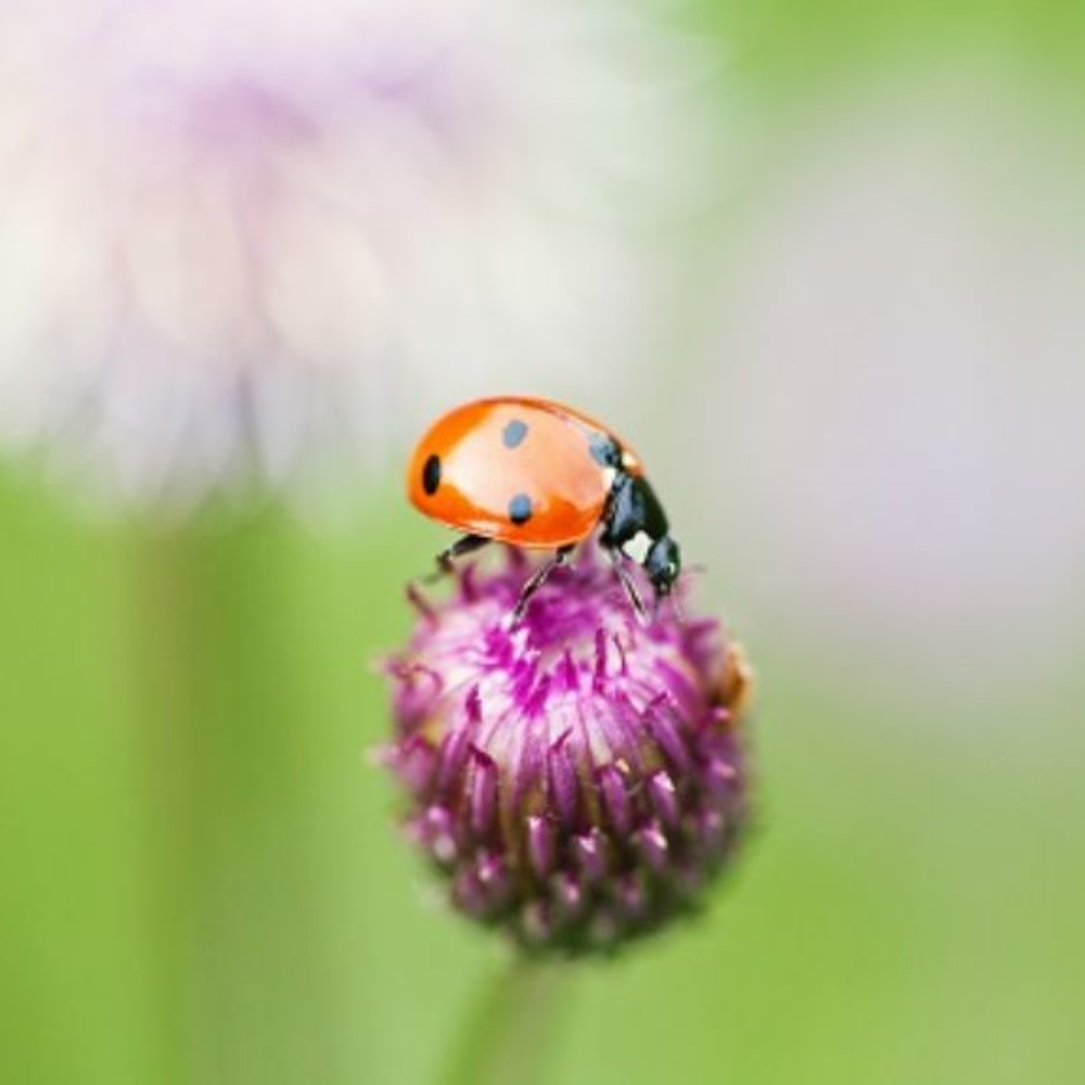 Outdoor Adventure Magnifier -  - Fagan Toys