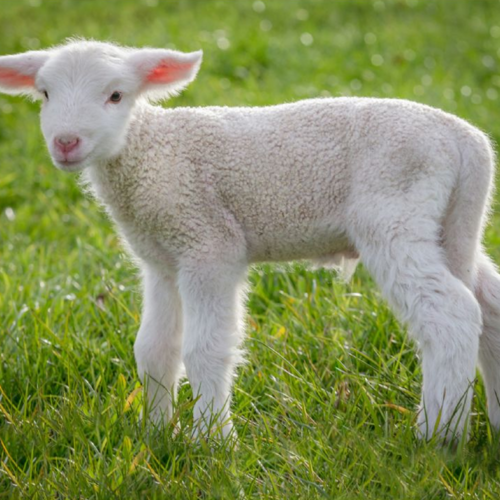 Cute & Cuddly Torch and Projector - Toymaster - Fagan Toys