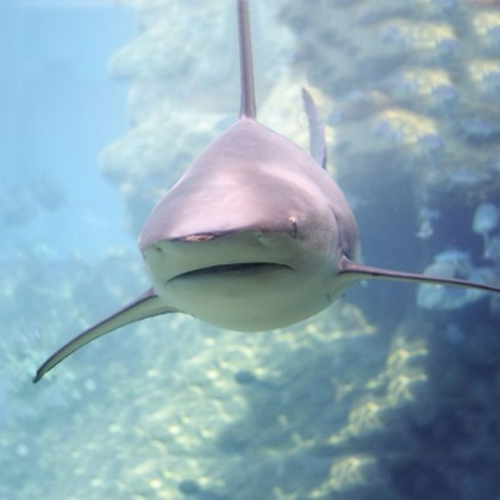 Natural History Museum Sea Creatures Torch and Projector - Toymaster - Fagan Toys