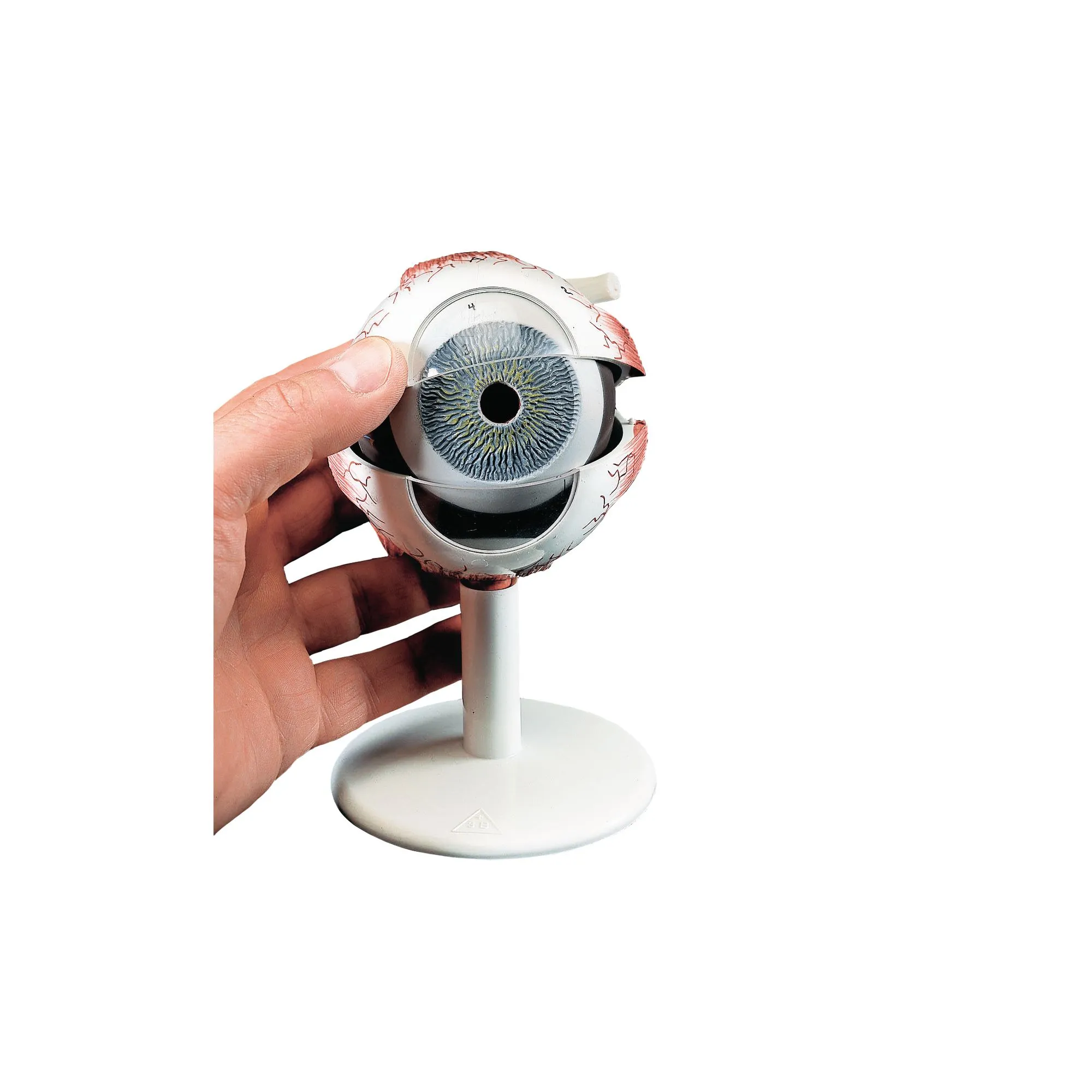 Structure Function & Living Organisms