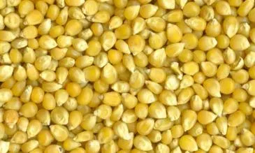 Material Cycles & Energy